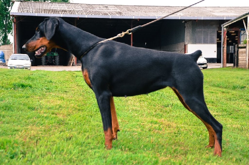 Indiana De rouge sang