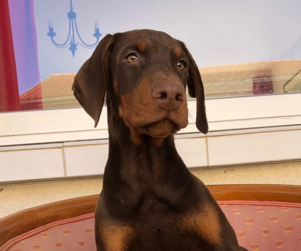 De Courteval - Chiot disponible  - Dobermann