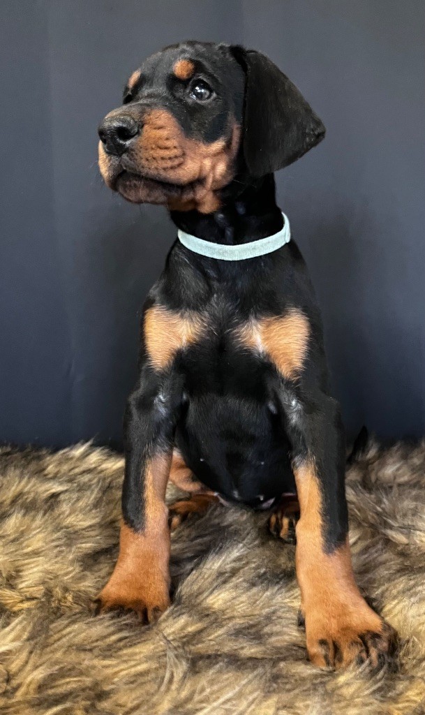 De Courteval - Chiot disponible  - Dobermann