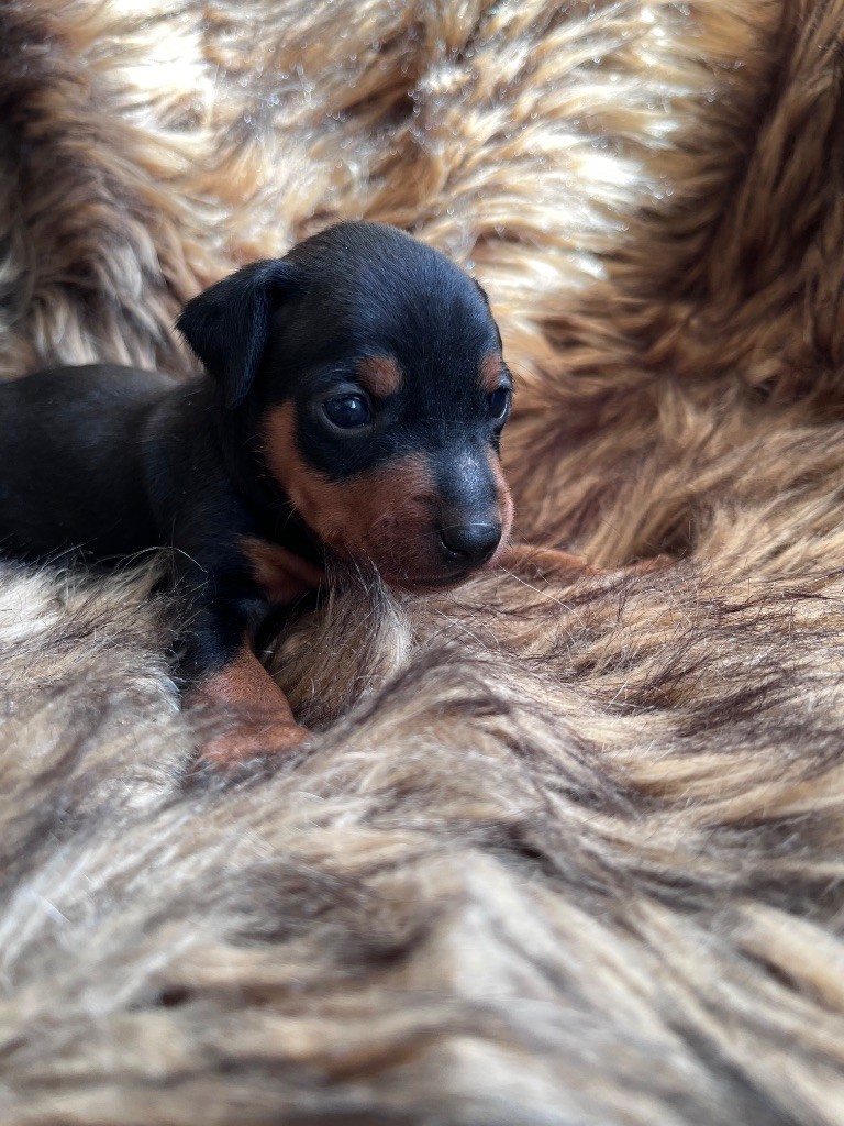 De Courteval - Chiots disponibles - Pinscher nain