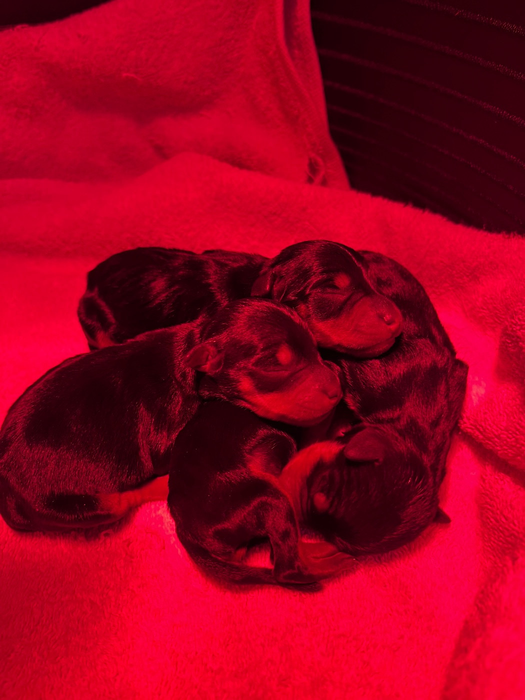 De Courteval - Chiots disponibles - Pinscher nain