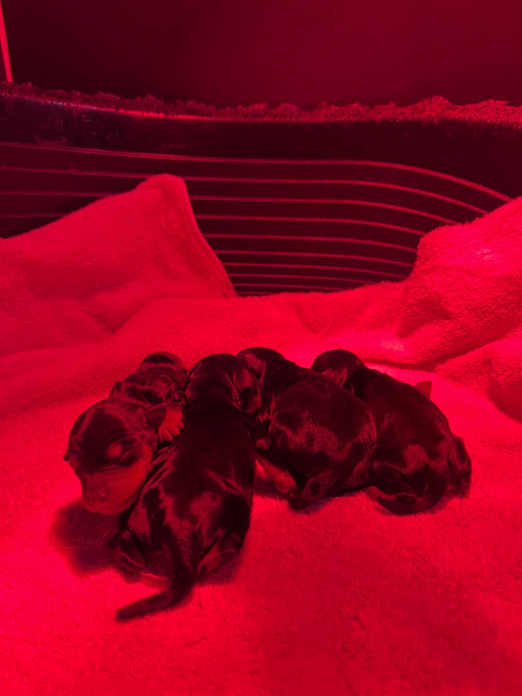 De Courteval - Chiots disponibles - Pinscher nain