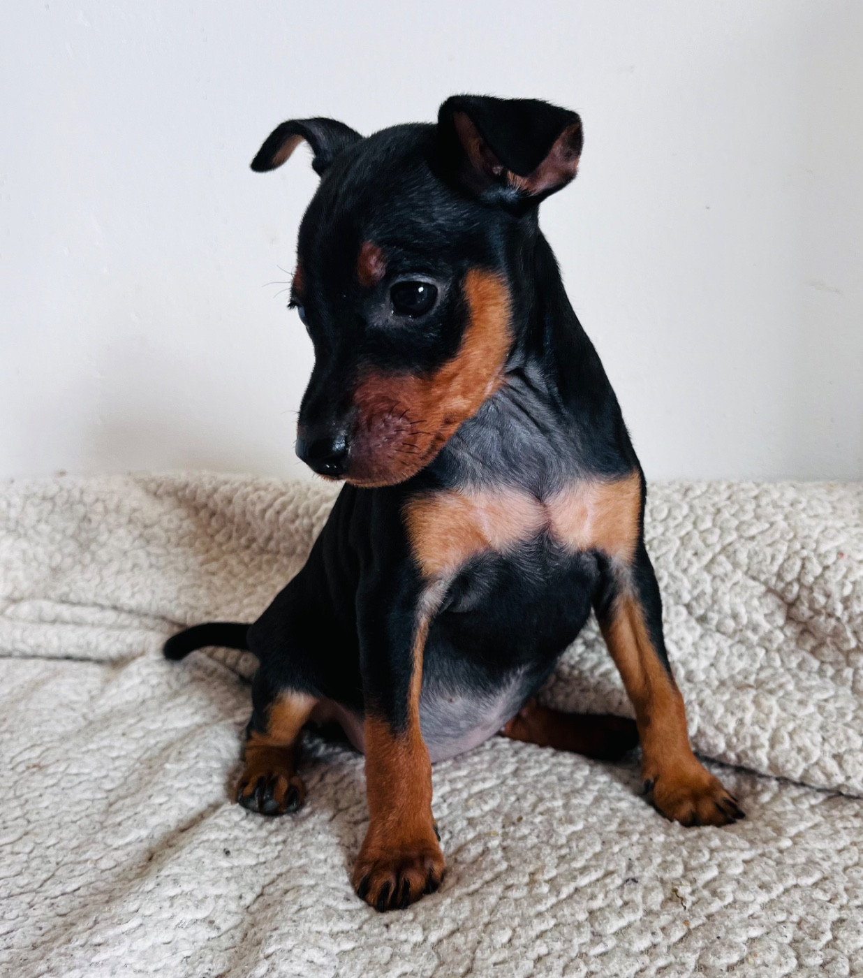 De Courteval - Chiots disponibles - Pinscher nain