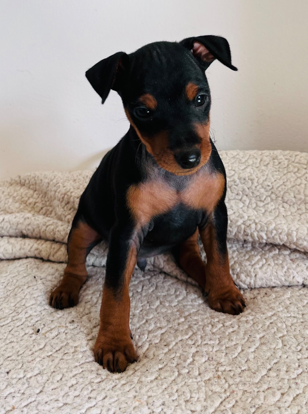 De Courteval - Chiots disponibles - Pinscher nain