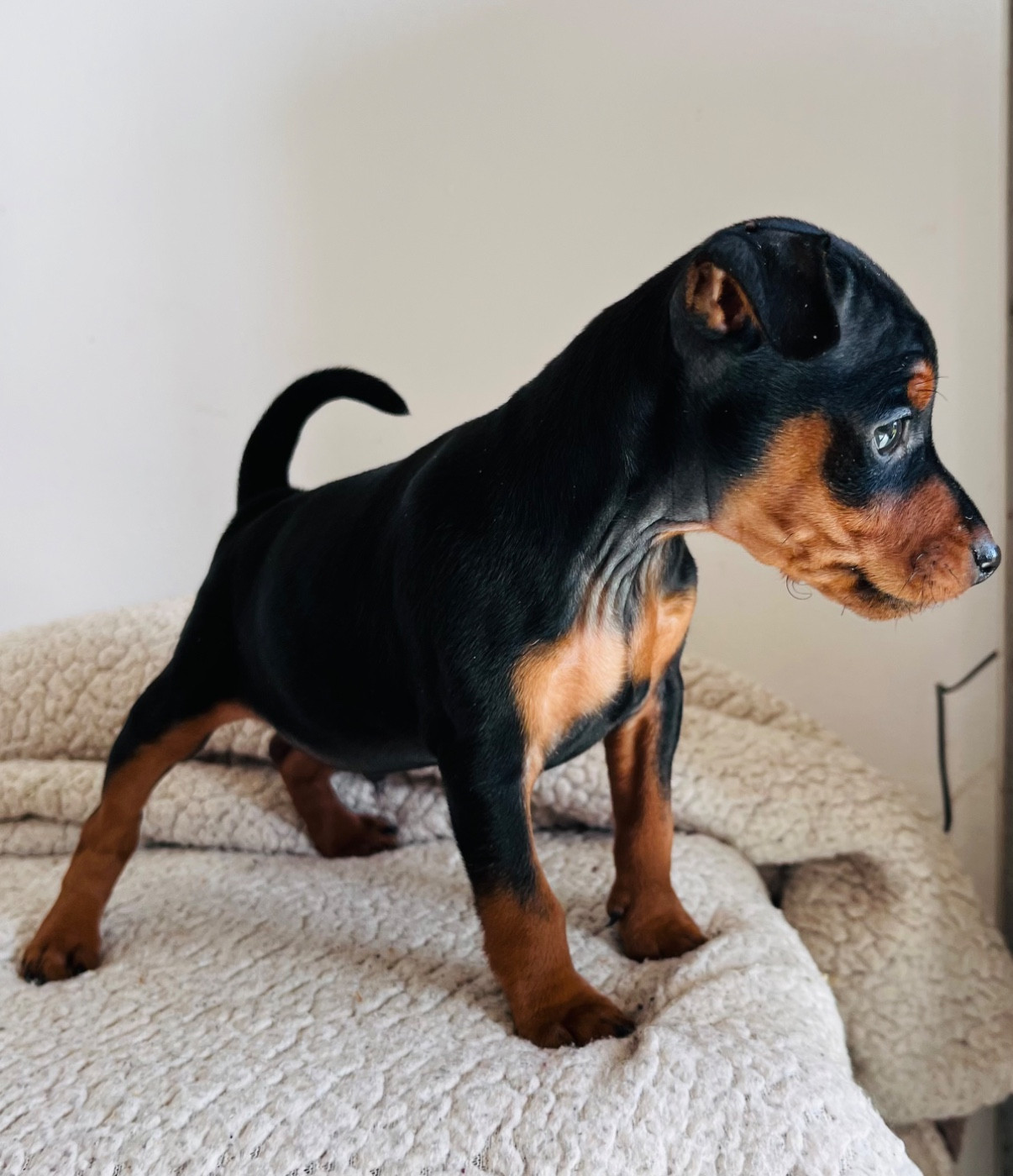 De Courteval - Chiots disponibles - Pinscher nain