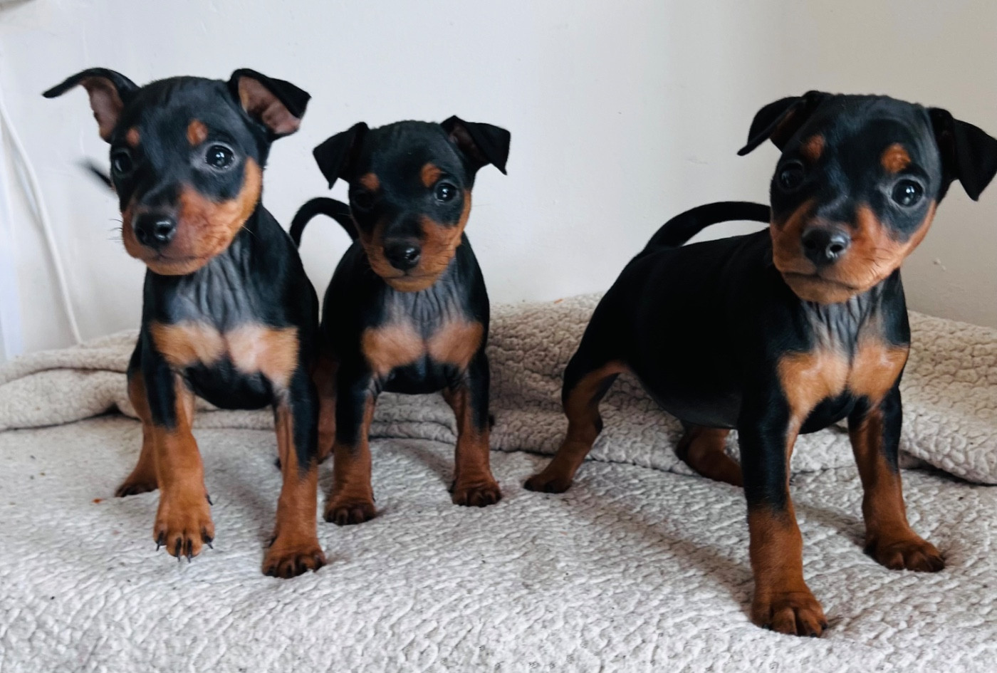 Chiot Pinscher nain De Courteval