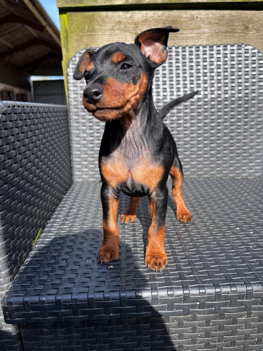 De Courteval - Chiots disponibles - Pinscher nain