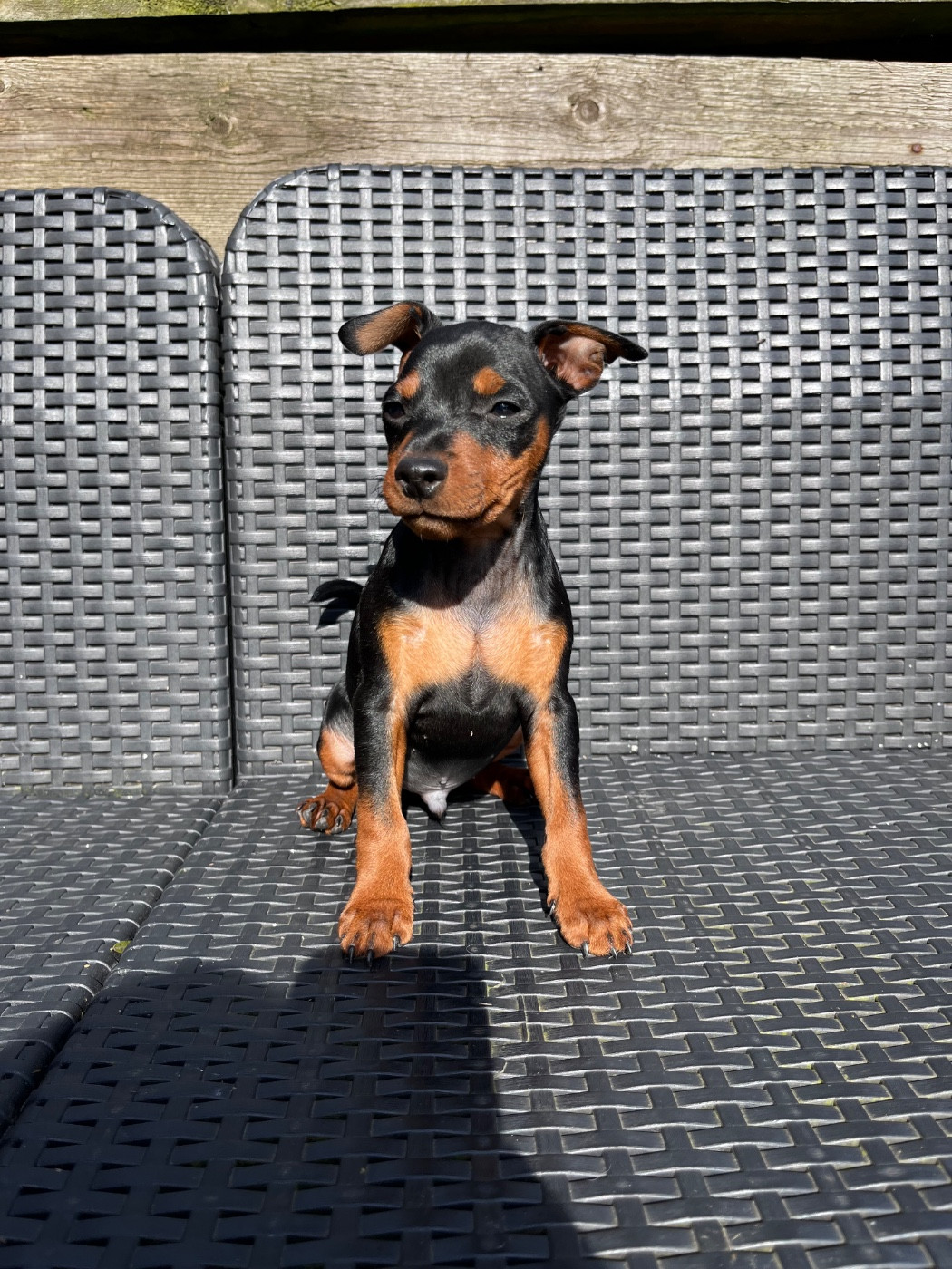 De Courteval - Chiots disponibles - Pinscher nain