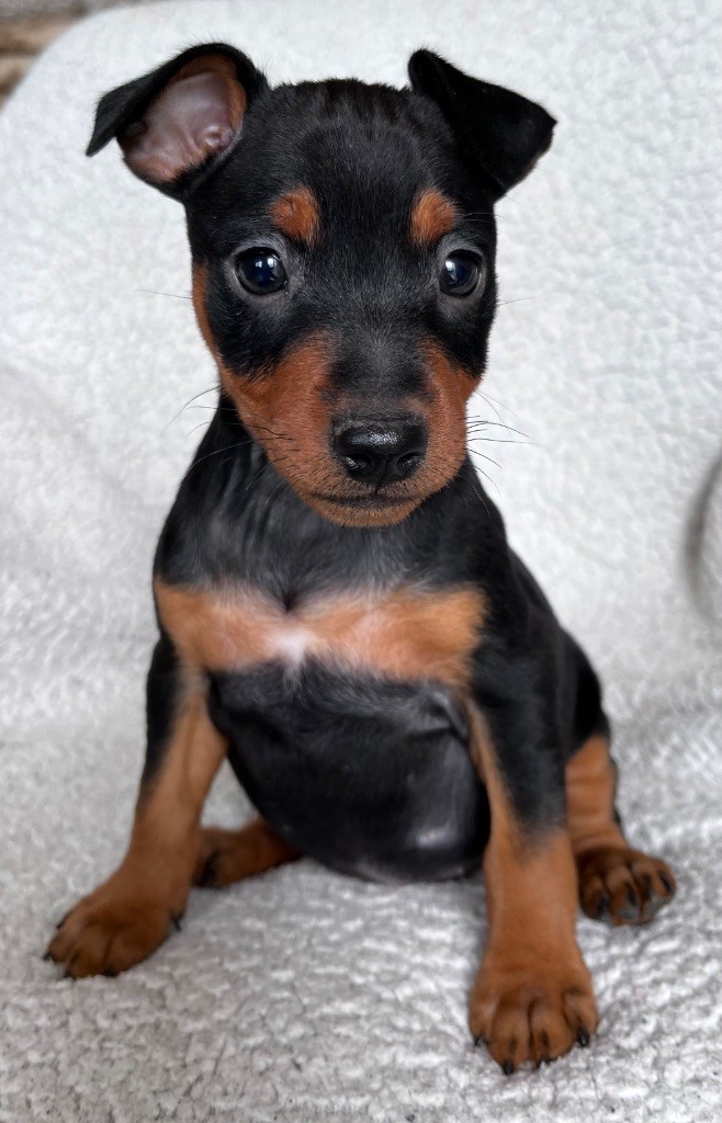 De Courteval - Chiots disponibles - Pinscher nain