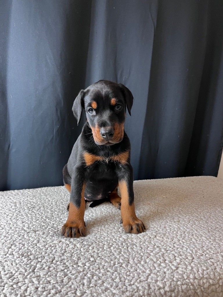 De Courteval - Chiots disponibles - Dobermann