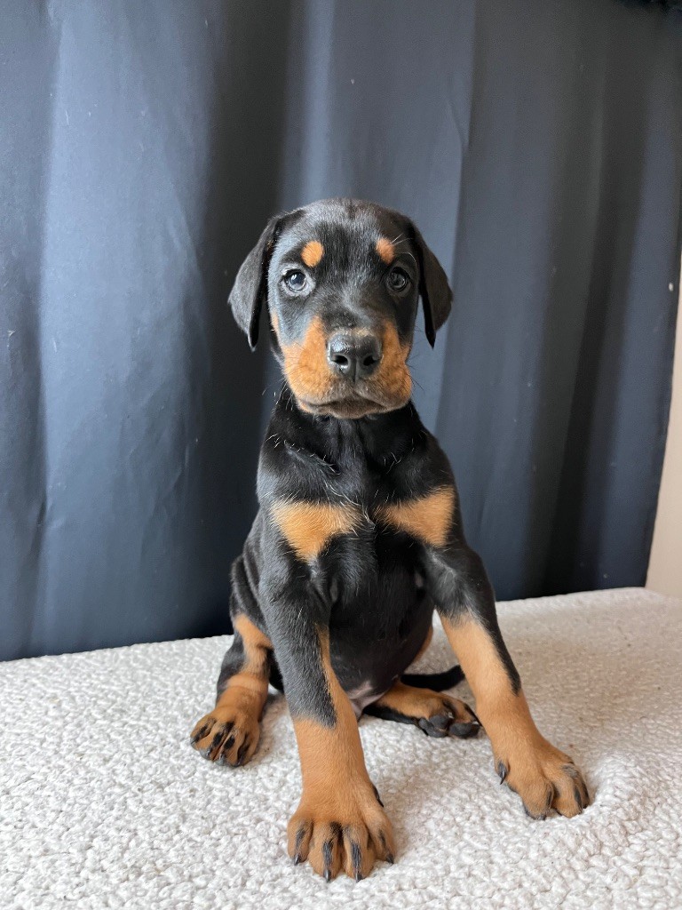 De Courteval - Chiots disponibles - Dobermann