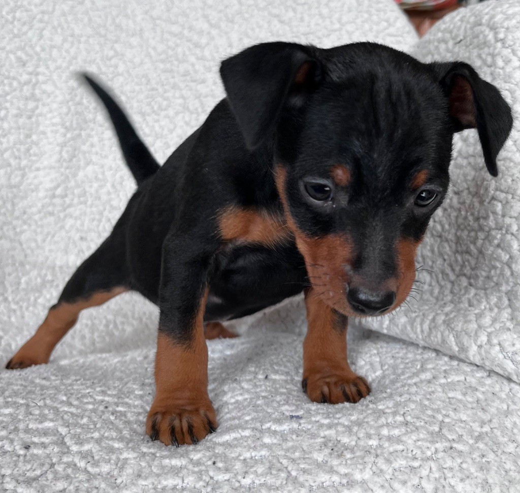 De Courteval - Chiots disponibles - Pinscher nain